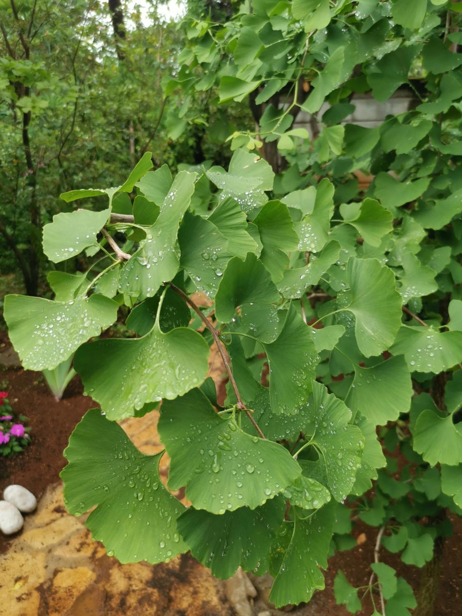 Ginko House Leilighet Opatija Eksteriør bilde