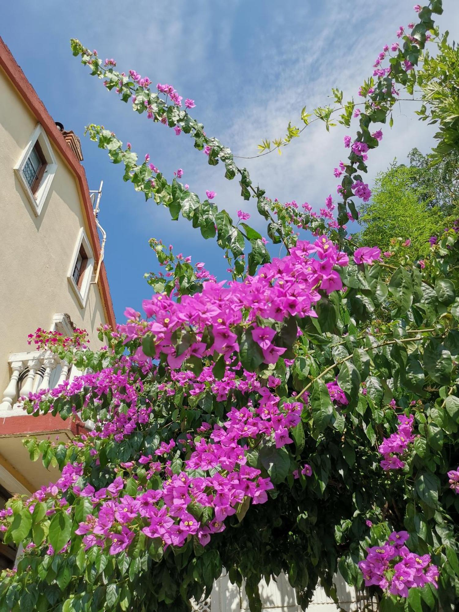 Ginko House Leilighet Opatija Eksteriør bilde